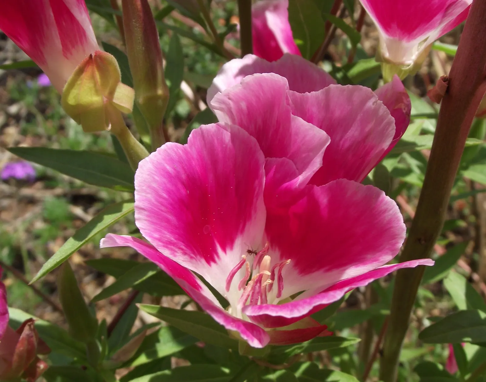 Farewell-To-Spring (Clarkia Amoena) — providing a stunning contrast against the pale green to grayish-green foliage; with a hardiness in USDA zones 3 through 9