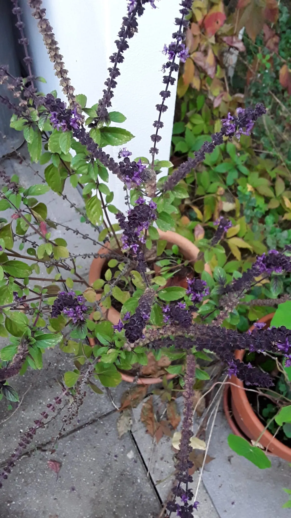 Dark Opal Basil (Ocimum 'Dark Opal') — Hardy to USDA Zone 9, it attracts pollinators while resisting pests