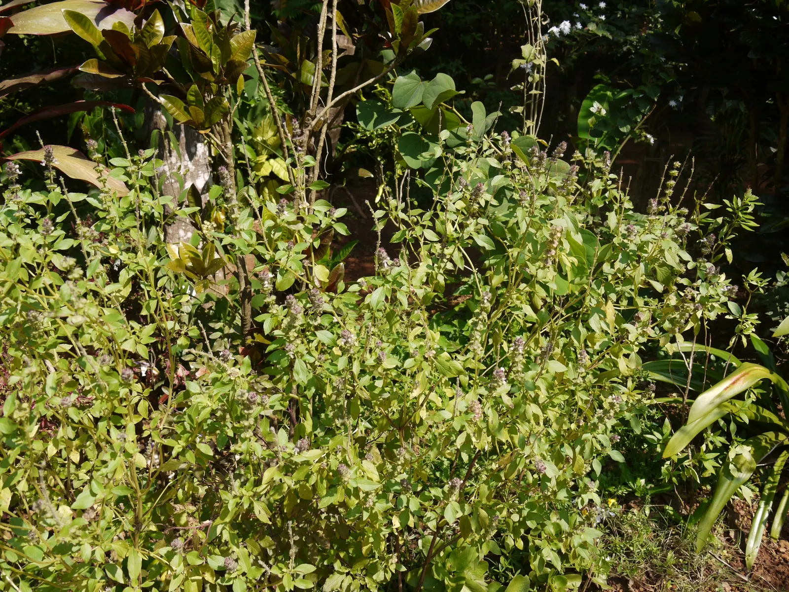 Dark Opal Basil (Ocimum 'Dark Opal') — African Blue Basil (Ocimum 'Dark Opal') stands out with its aromatic