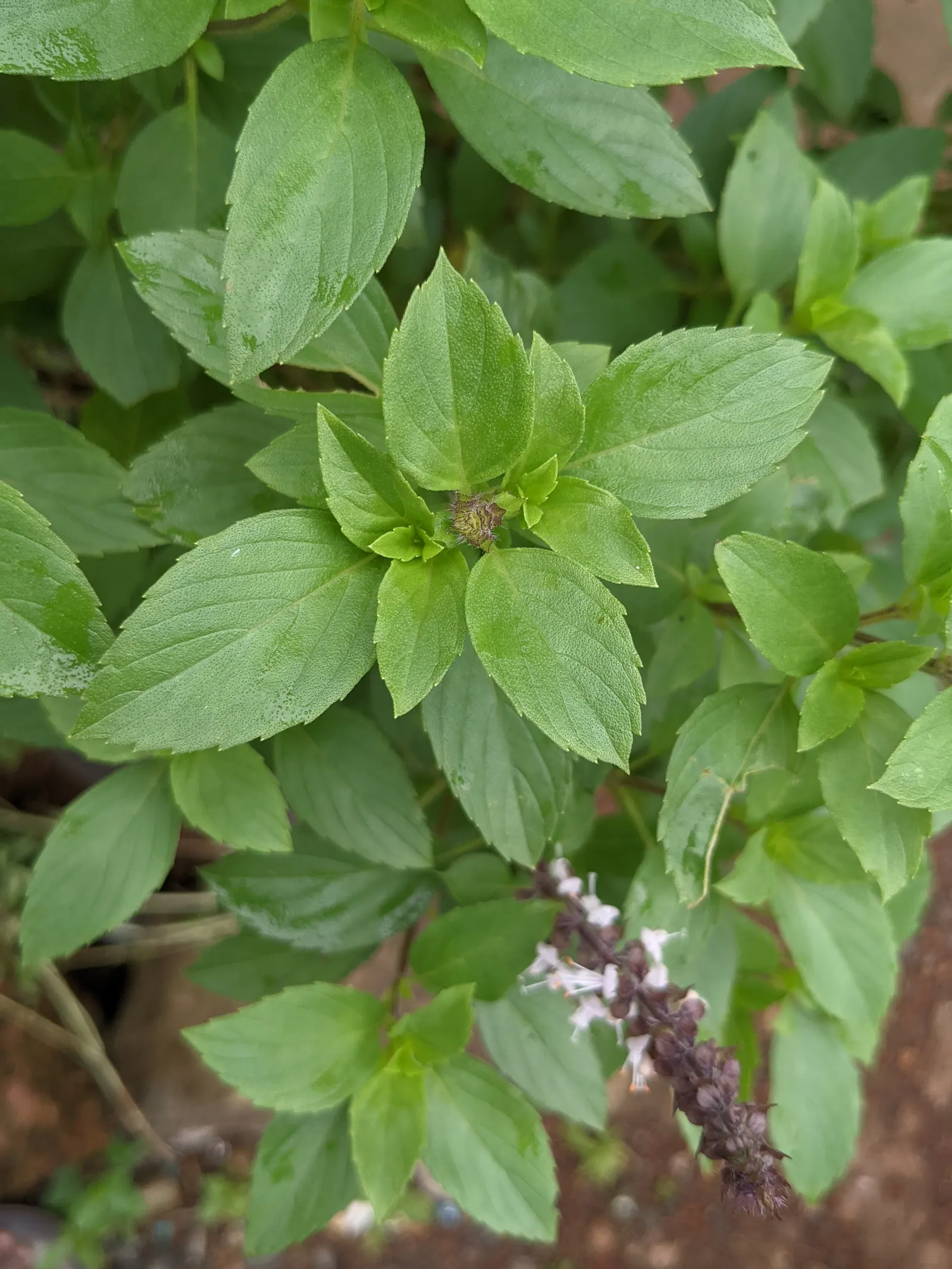 Dark Opal Basil (Ocimum 'Dark Opal') — which extends from mid-summer to early fall