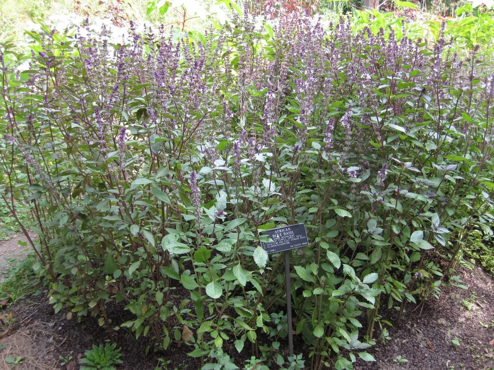 Dark Opal Basil (Ocimum 'Dark Opal') — adds a unique and aromatic flair to any landscape design