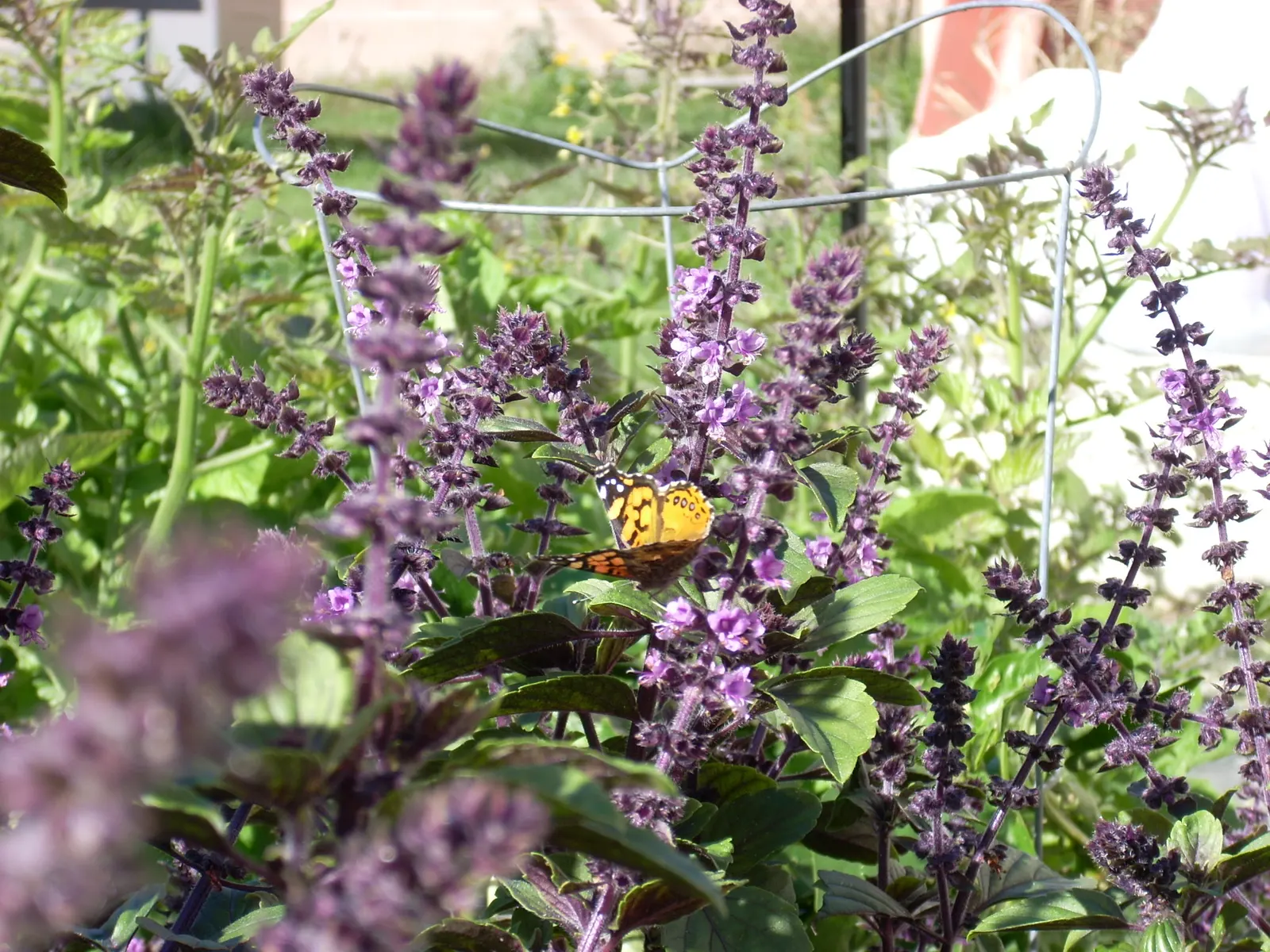 Dark Opal Basil (Ocimum 'Dark Opal') — Its vigorous growth and continuous blooms make it excellent for borders or culinary gardens