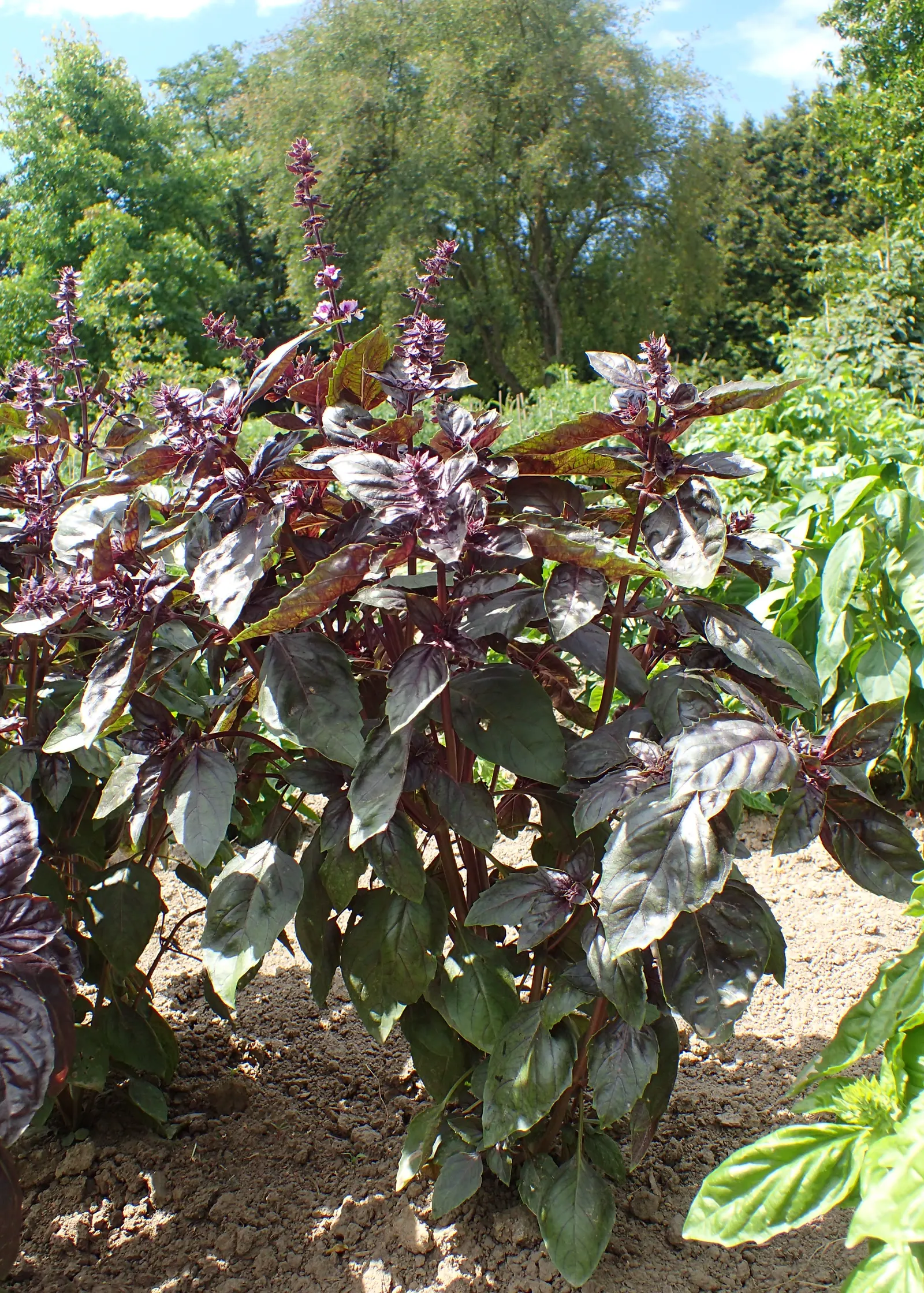 Dark Opal Basil (Ocimum 'Dark Opal') — a hybrid between Ocimum basilicum and Ocimum kilimandscharicum