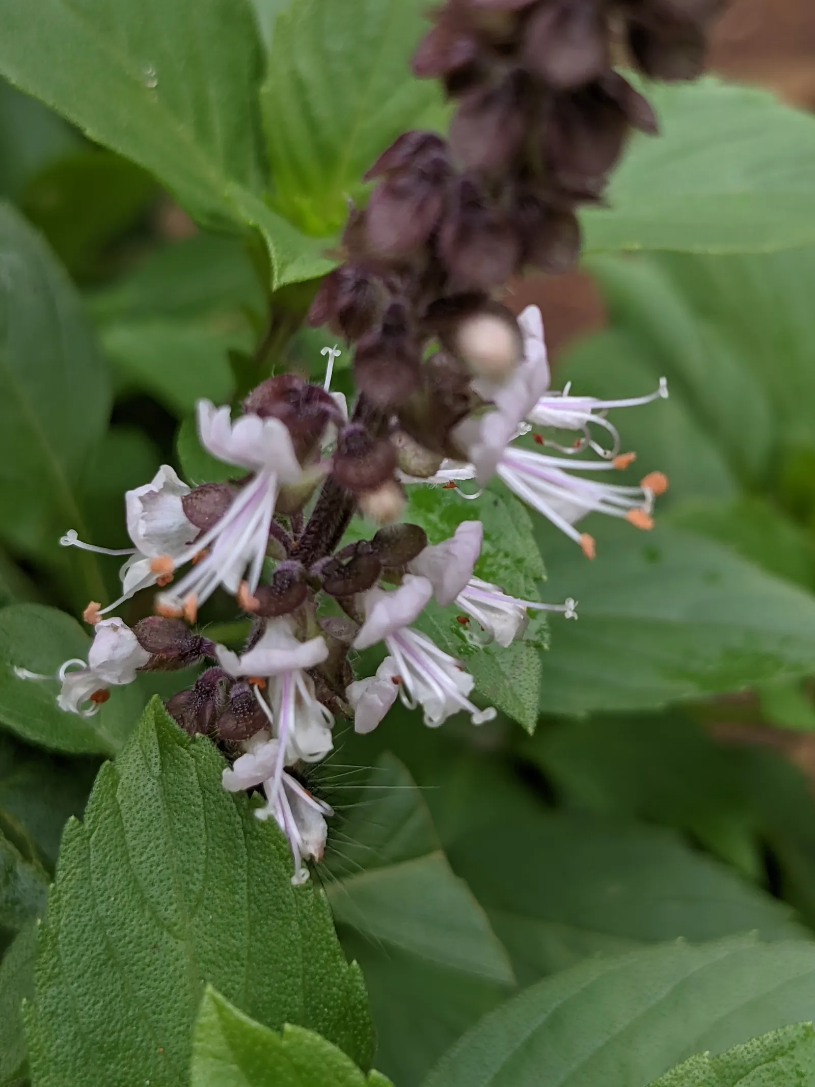 Dark Opal Basil (Ocimum 'Dark Opal') — purplish foliage and spikey lavender flowers