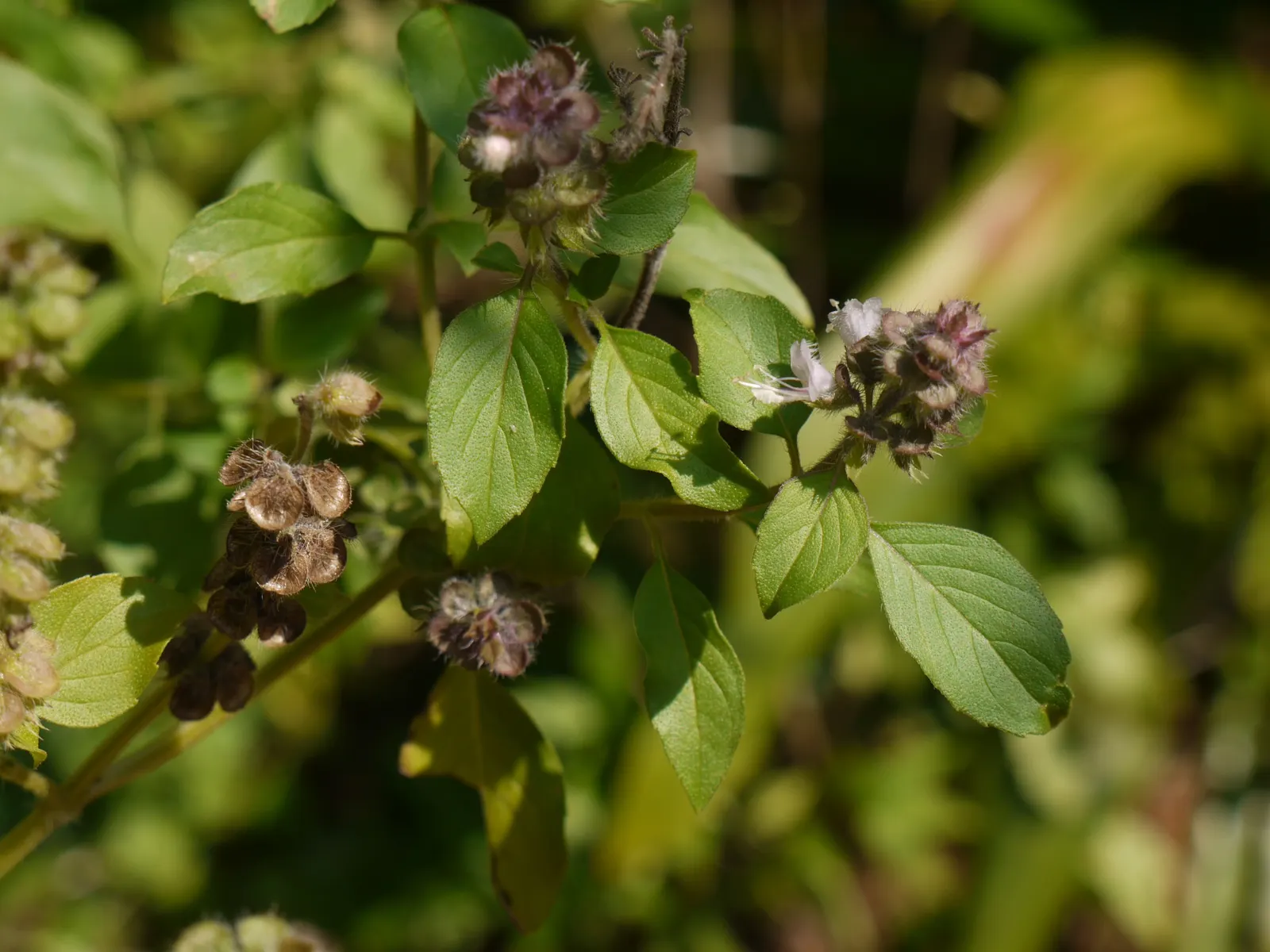 Dark Opal Basil (Ocimum 'Dark Opal') — scientifically known as Ocimum 'Dark Opal'