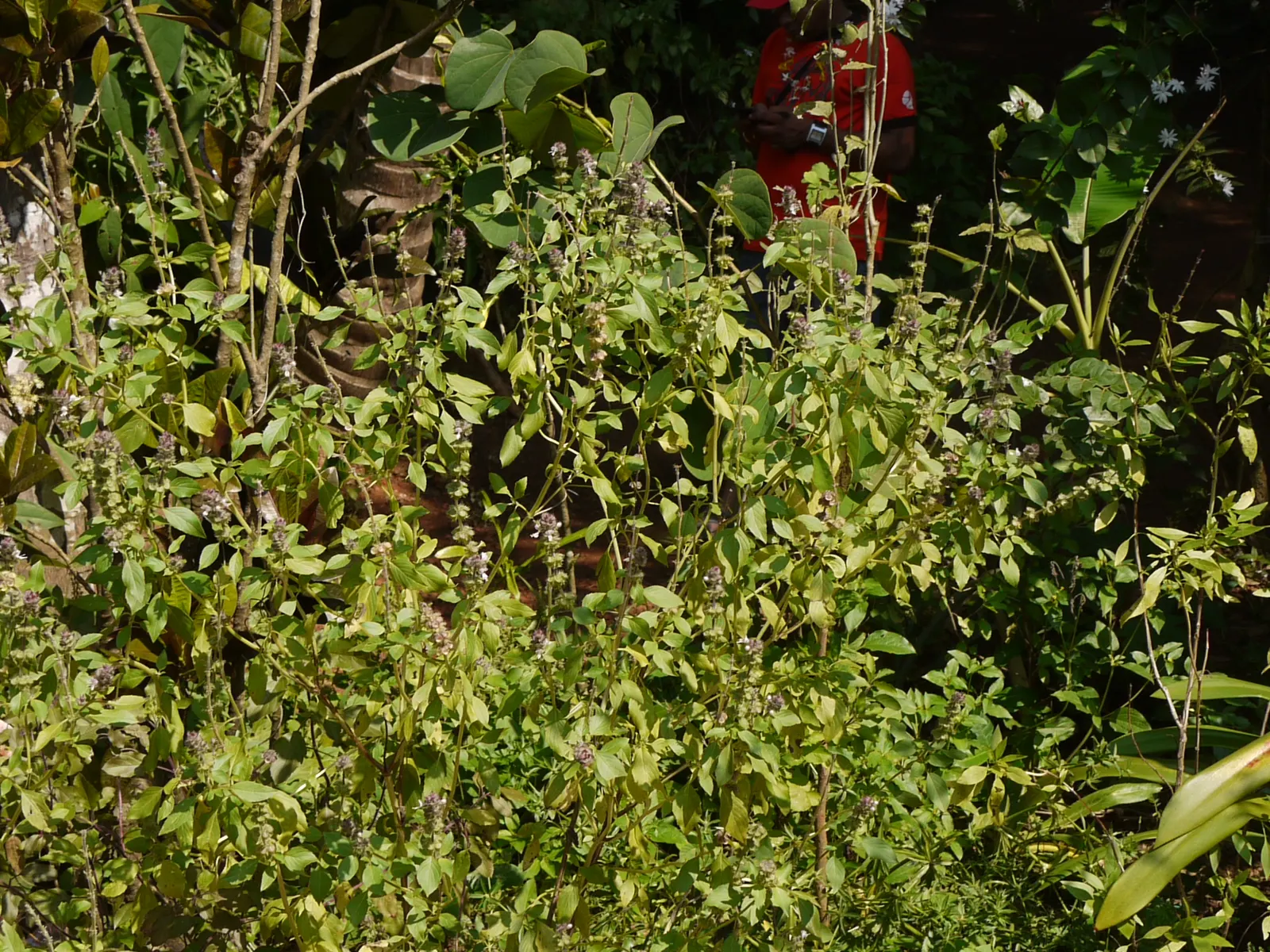 Dark Opal Basil (Ocimum 'Dark Opal') — attracting bees and butterflies throughout its blooming season