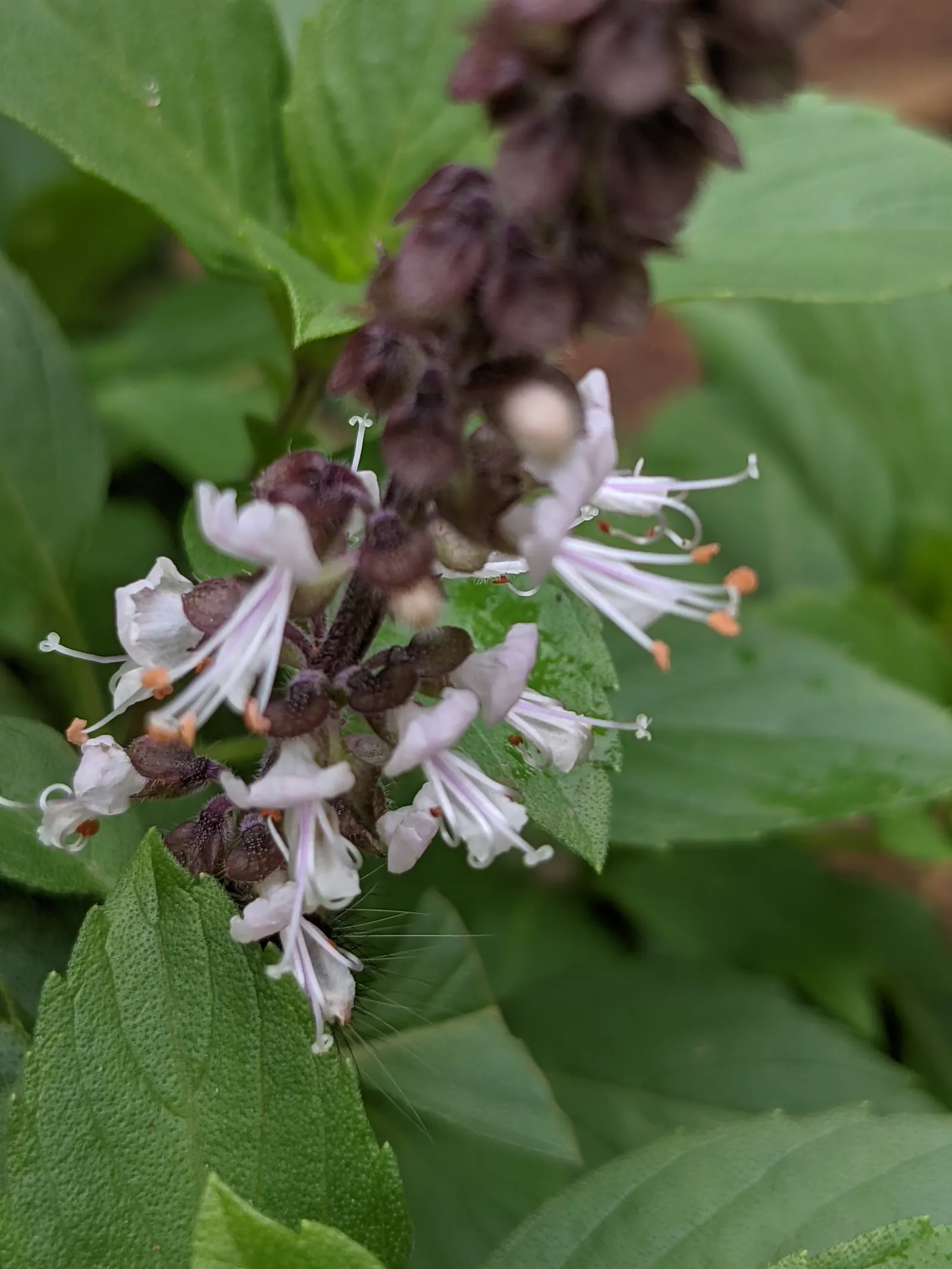 Dark Opal Basil (Ocimum 'Dark Opal') — lavender-pink flowers emerge prolifically