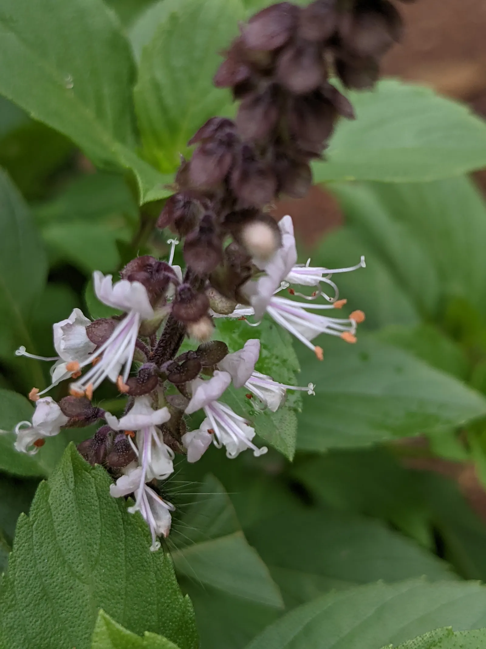 Dark Opal Basil (Ocimum 'Dark Opal') — a lush blend of dark purple and green hues with a slight metallic sheen