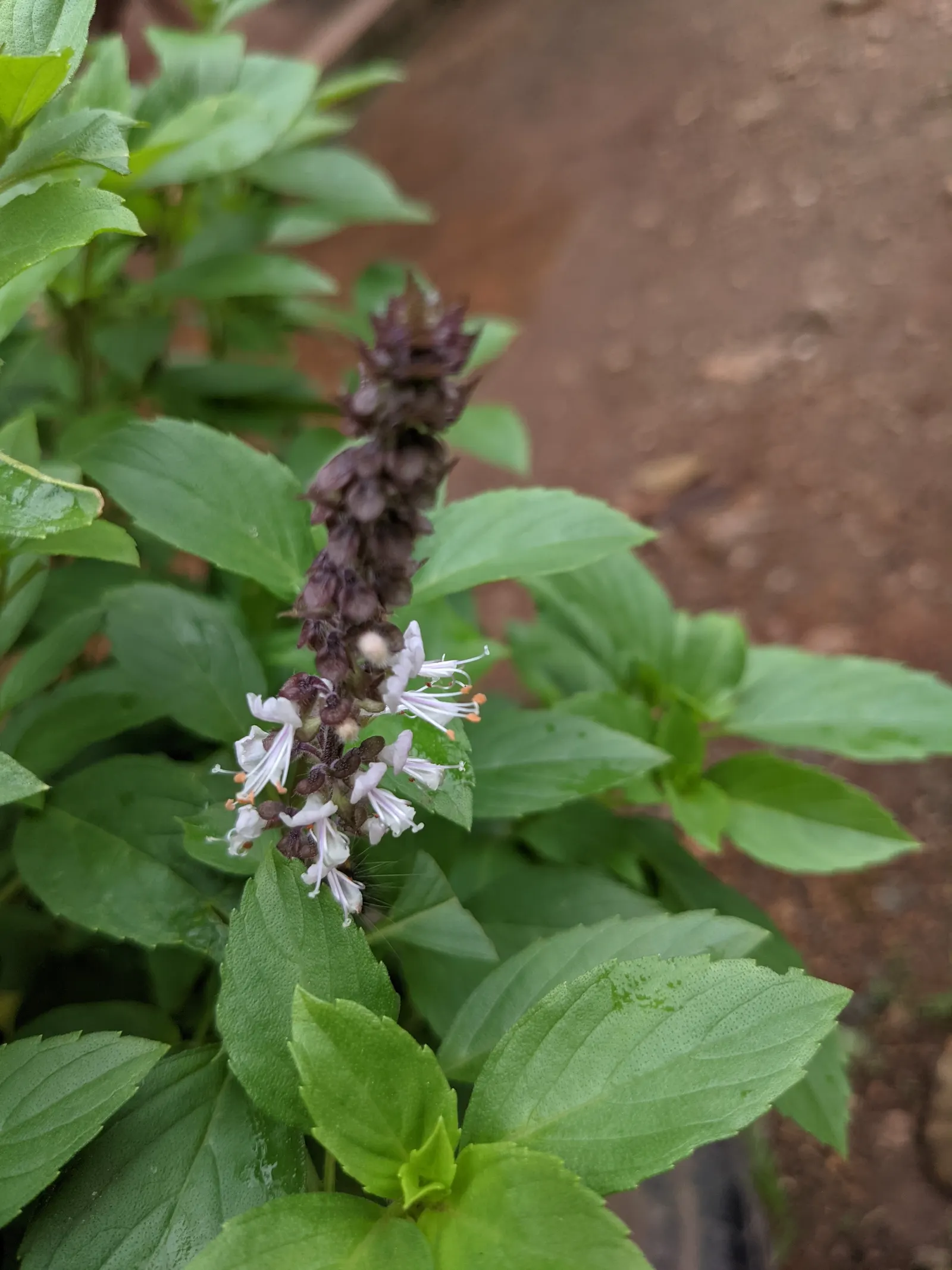 Dark Opal Basil (Ocimum 'Dark Opal') — can reach up to 2 to 3 inches in length