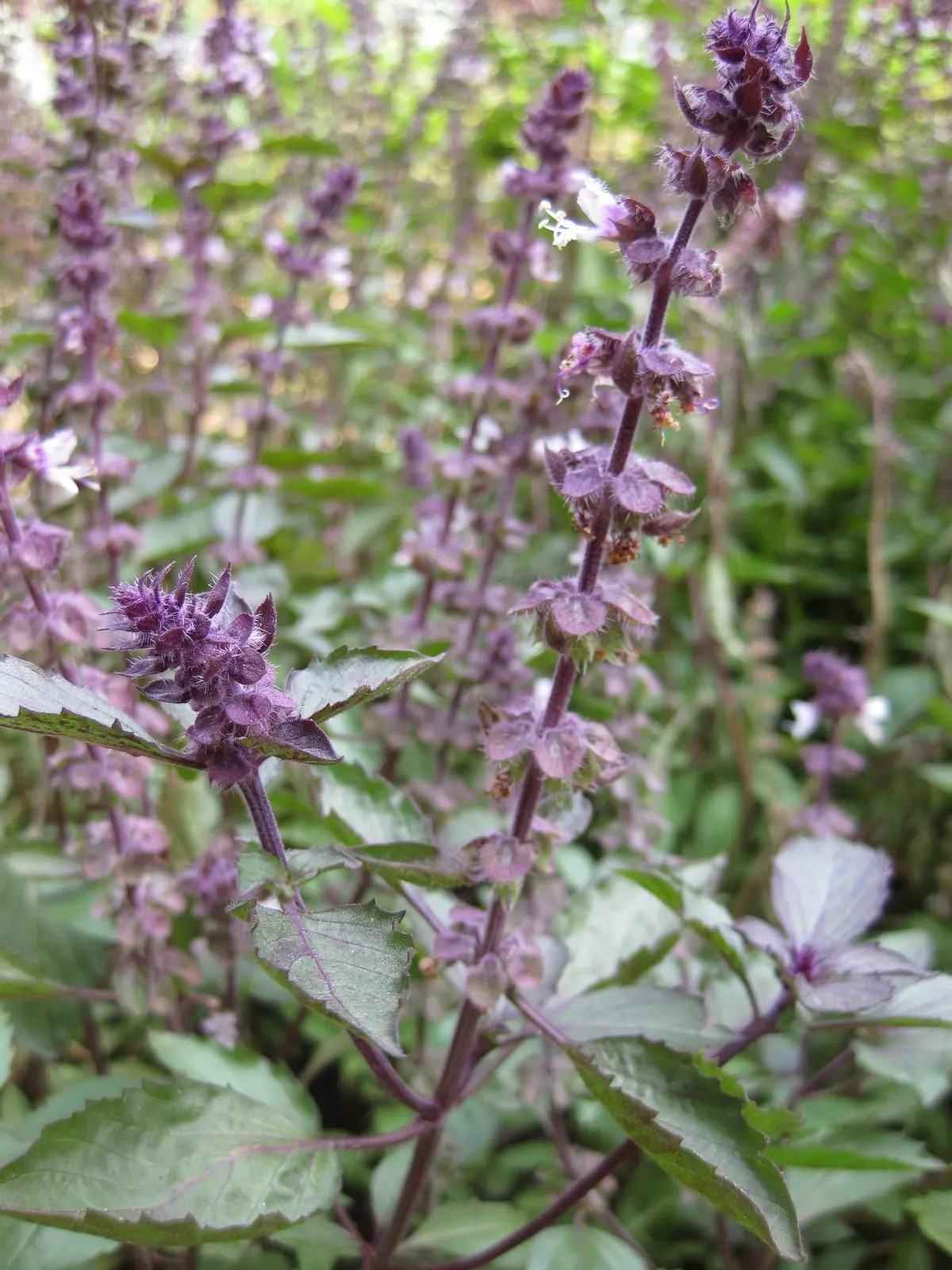 Dark Opal Basil (Ocimum 'Dark Opal') — Provide well-drained soil and moderate water