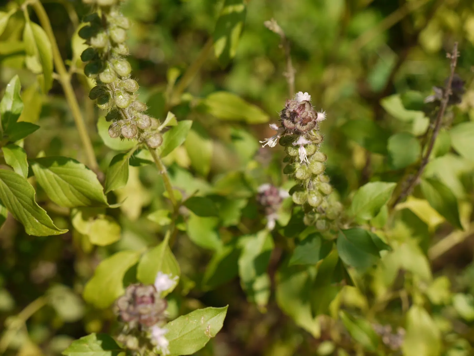 Dark Opal Basil (Ocimum 'Dark Opal') — adding a bold contrast amongst traditional green foliage