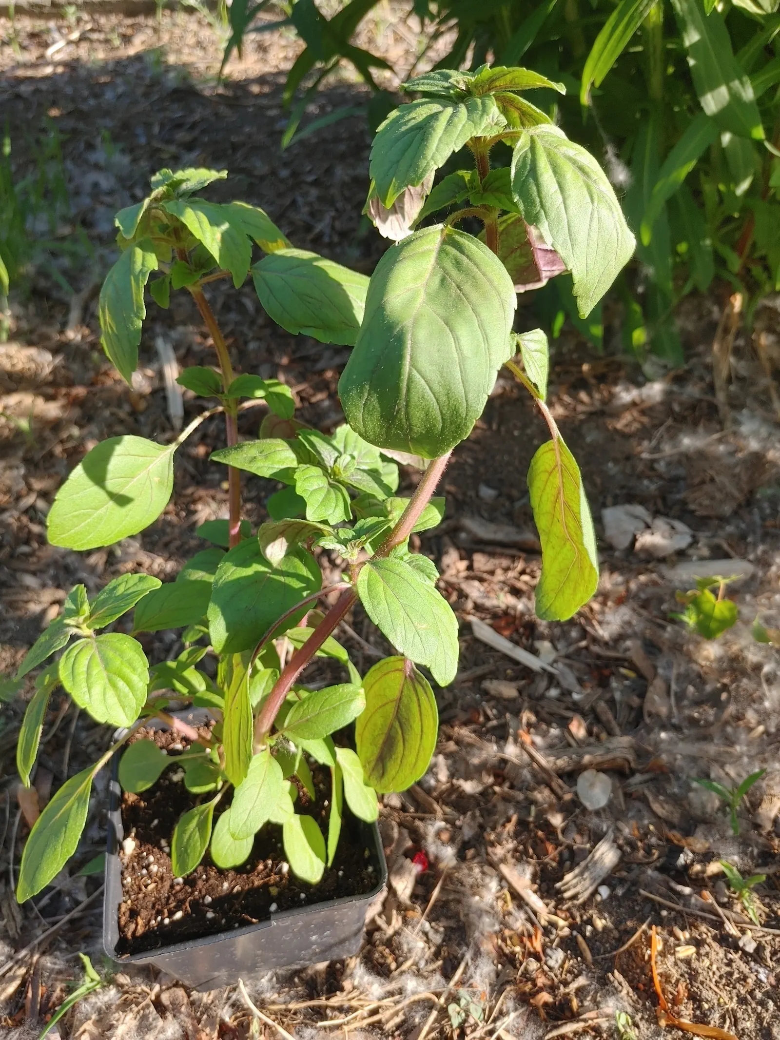 Dark Opal Basil (Ocimum 'Dark Opal') — Thriving in full to part sun, this perennial can reach 18-24 inches in height and spread up to 12-18 inches