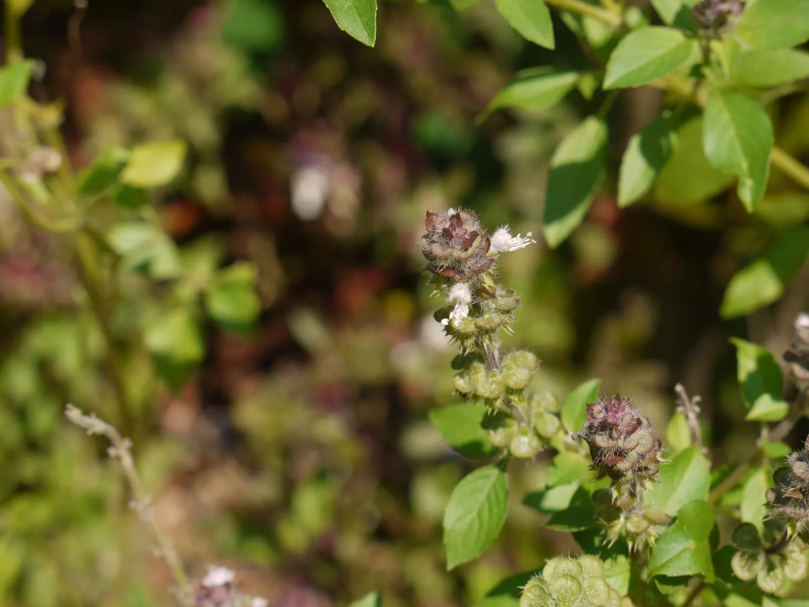 Dark Opal Basil (Ocimum 'Dark Opal') — is prized for its striking foliage and flowers