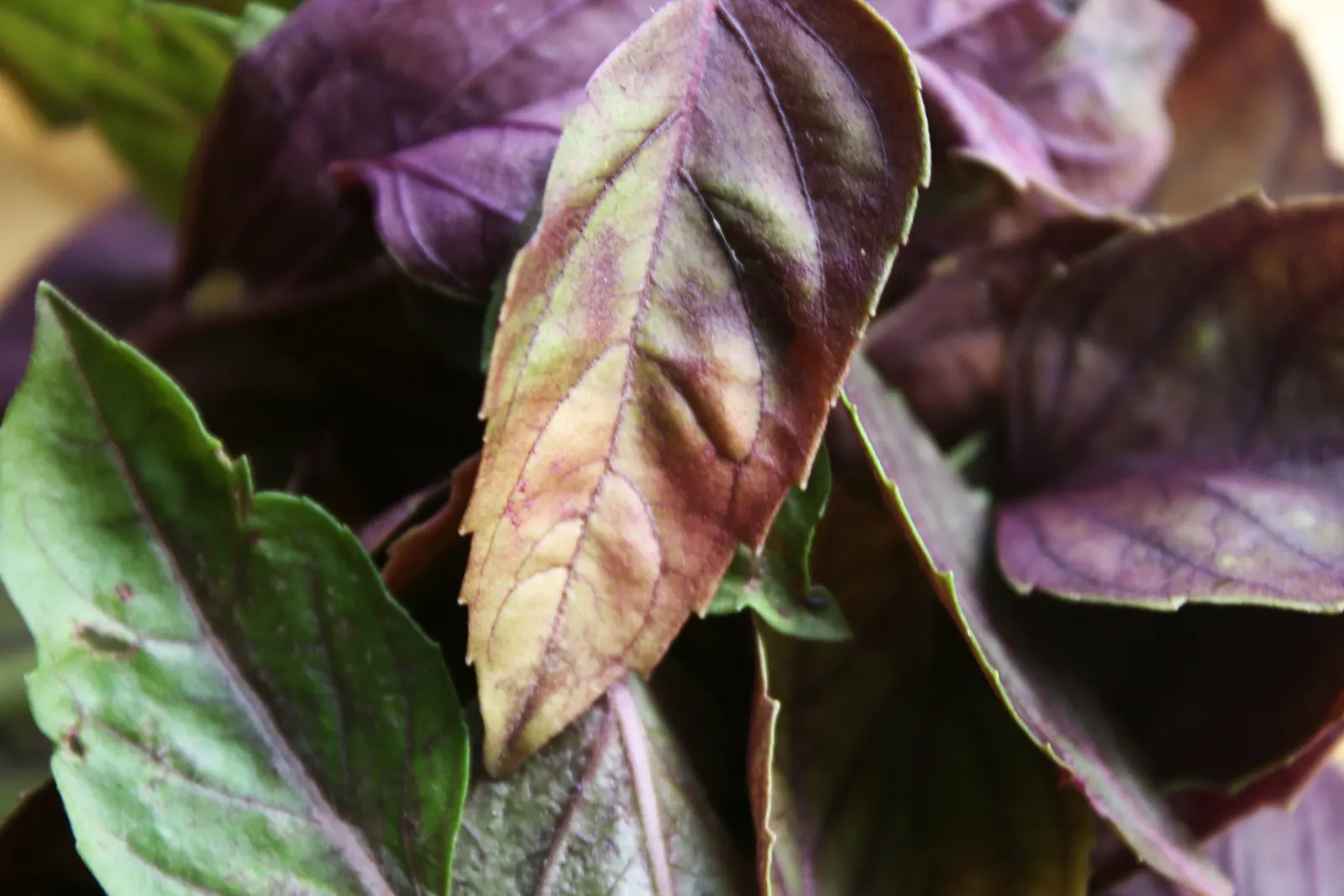 Dark Opal Basil (Ocimum 'Dark Opal') — as well as its culinary utility.<br><br>Its leaves