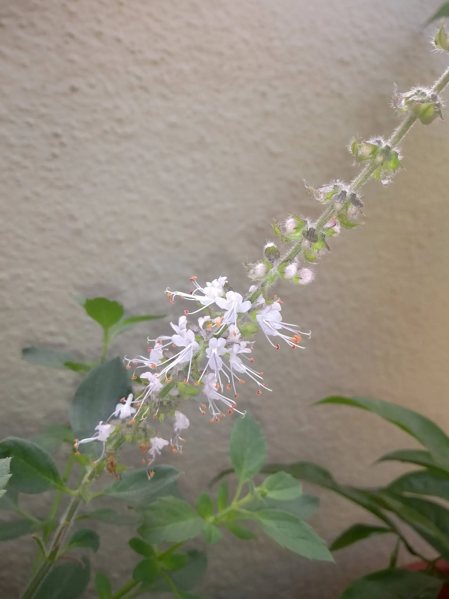 Dark Opal Basil (Ocimum 'Dark Opal') — is prized for its striking foliage and flowers; can reach up to 2 to 3 inches in length