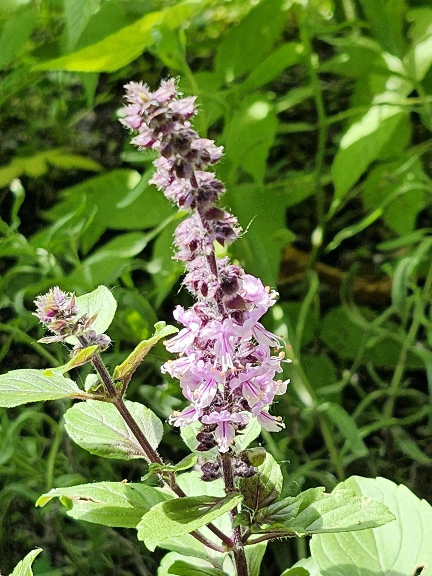 Dark Opal Basil (Ocimum 'Dark Opal') — Hardy to USDA Zone 9, it attracts pollinators while resisting pests, image 32