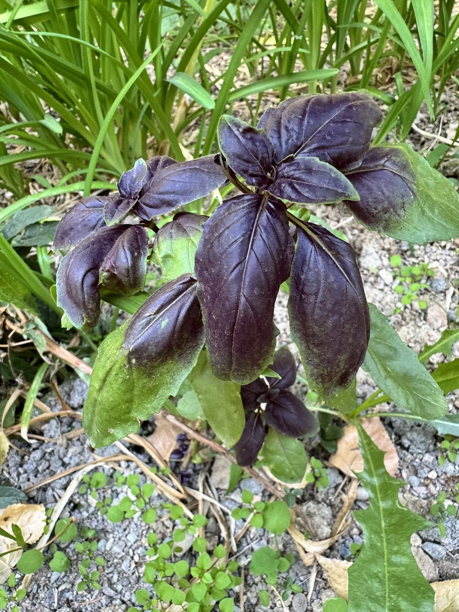 Dark Opal Basil (Ocimum 'Dark Opal') — Its vigorous growth and continuous blooms make it excellent for borders or culinary gardens; purple flowers in the garden