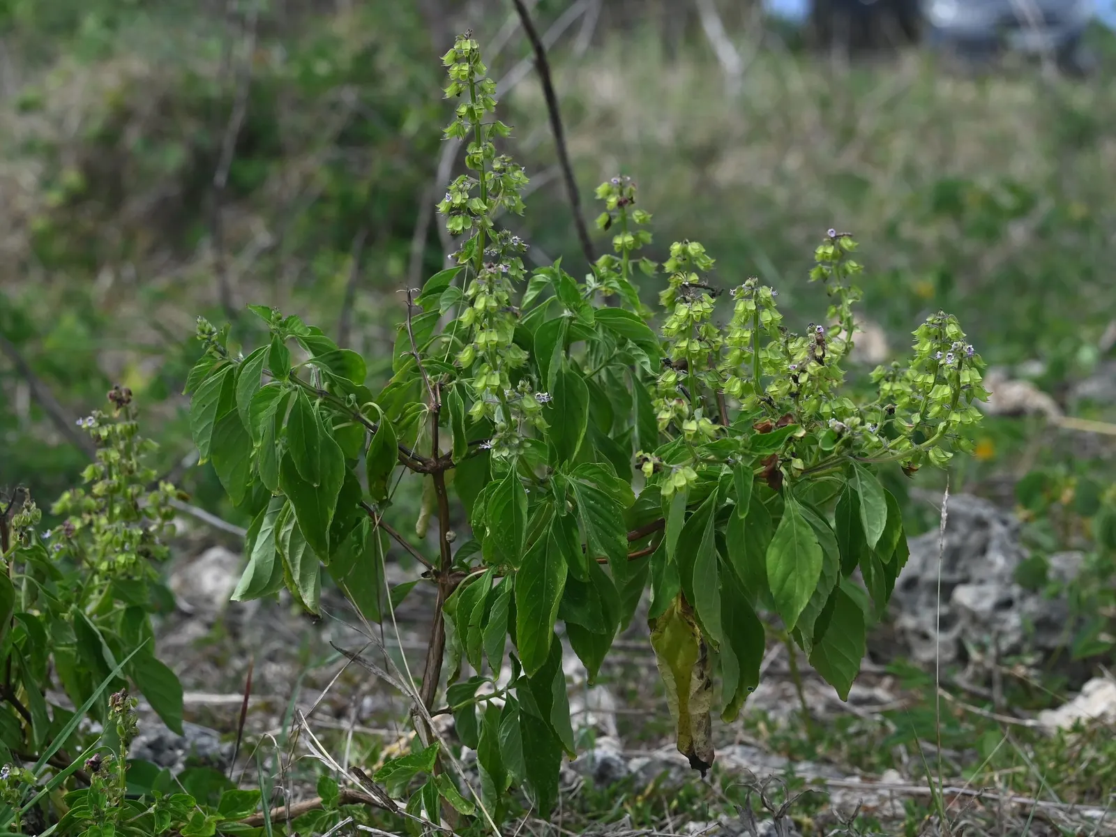 Dark Opal Basil (Ocimum 'Dark Opal') — purple flowers in the garden