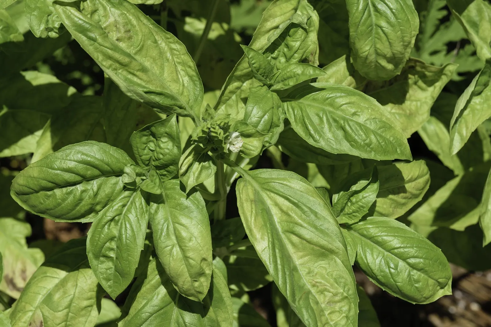 Dark Opal Basil (Ocimum 'Dark Opal') — and aroma that will surely captivate and delight