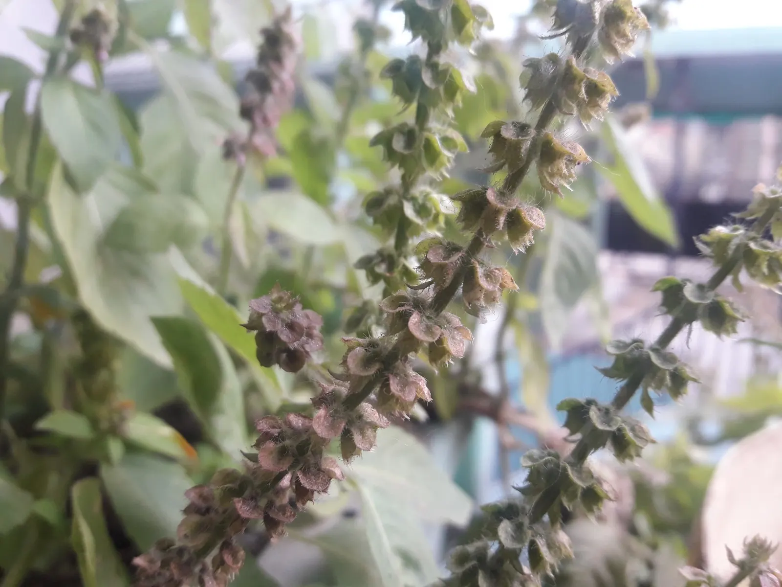 Dark Opal Basil (Ocimum 'Dark Opal') — purplish foliage and spikey lavender flowers; as well as its culinary utility.<br><br>Its leaves