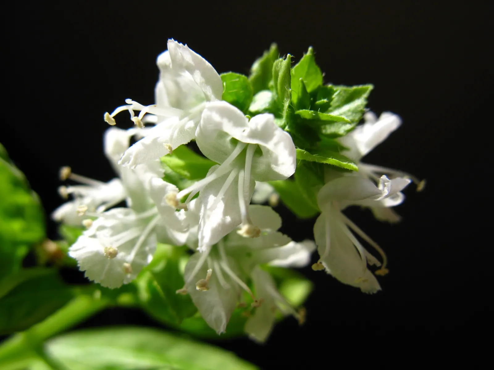 Dark Opal Basil (Ocimum 'Dark Opal') — Provide well-drained soil and moderate water; a lush blend of dark purple and green hues with a slight metallic sheen