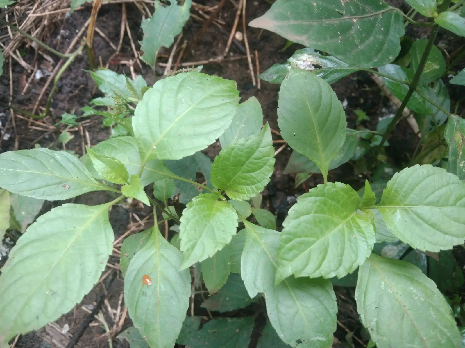 Dark Opal Basil (Ocimum 'Dark Opal') — African Blue Basil (Ocimum 'Dark Opal') stands out with its aromatic; its vigorous growth and continuous blooms make it