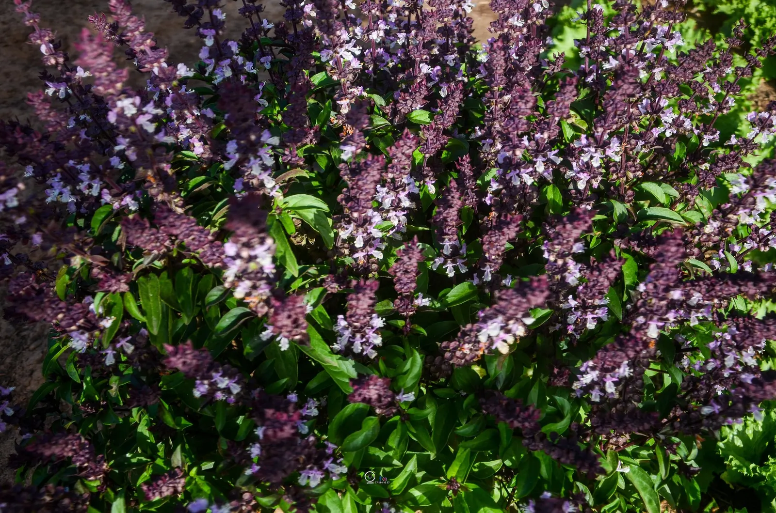 Dark Opal Basil (Ocimum 'Dark Opal') — herb with purple blooms