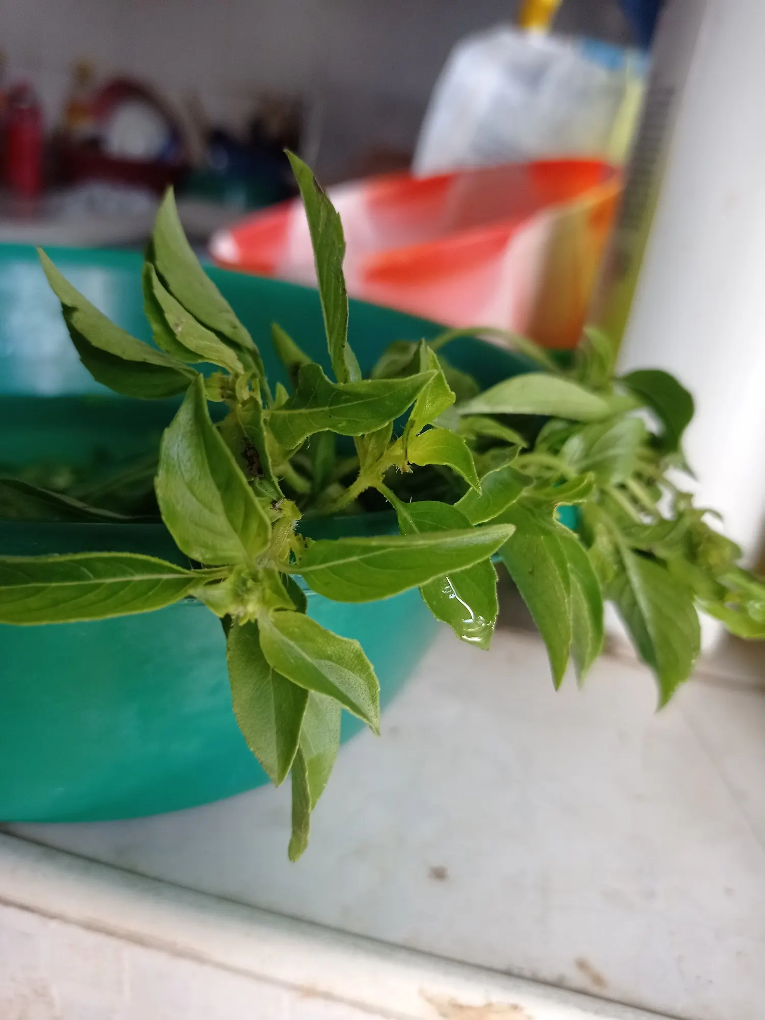Dark Opal Basil (Ocimum 'Dark Opal') — African Blue Basil is hardy in USDA zones 9 to 11