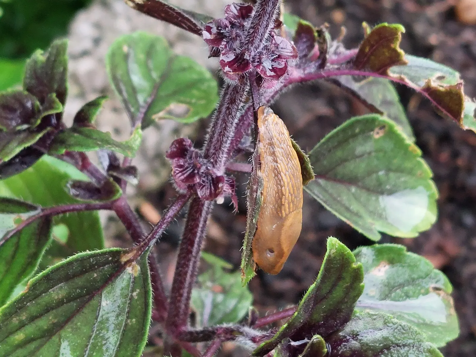 Dark Opal Basil (Ocimum 'Dark Opal') — herb for full