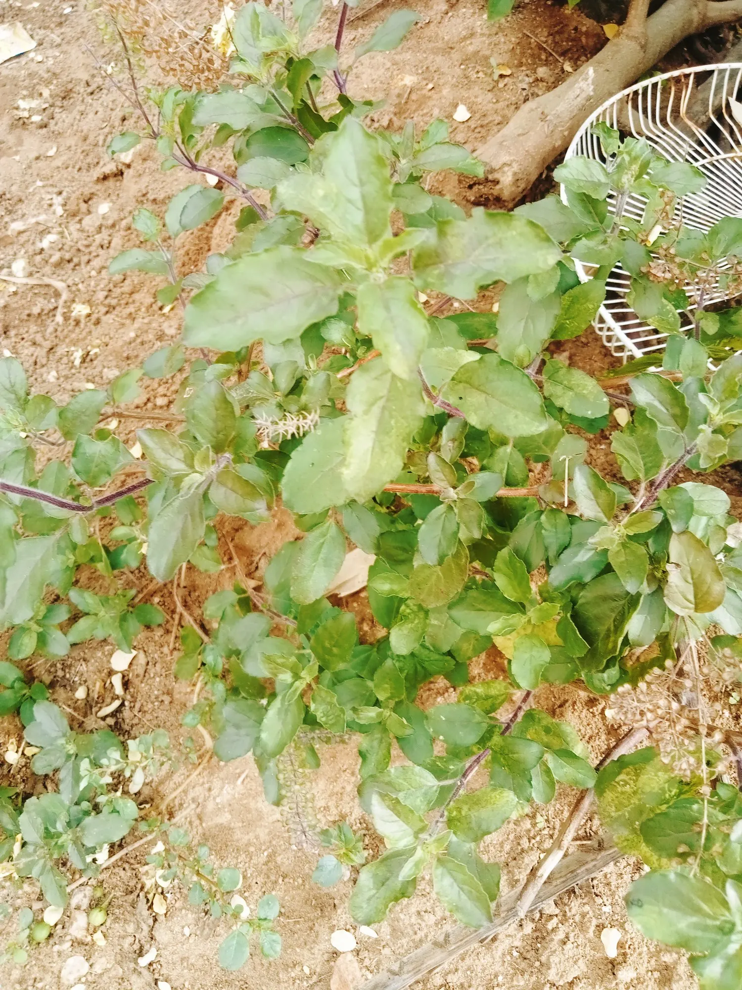 Dark Opal Basil (Ocimum 'Dark Opal') — a hybrid between Ocimum basilicum and Ocimum kilimandscharicum; provide well-drained soil and moderate water