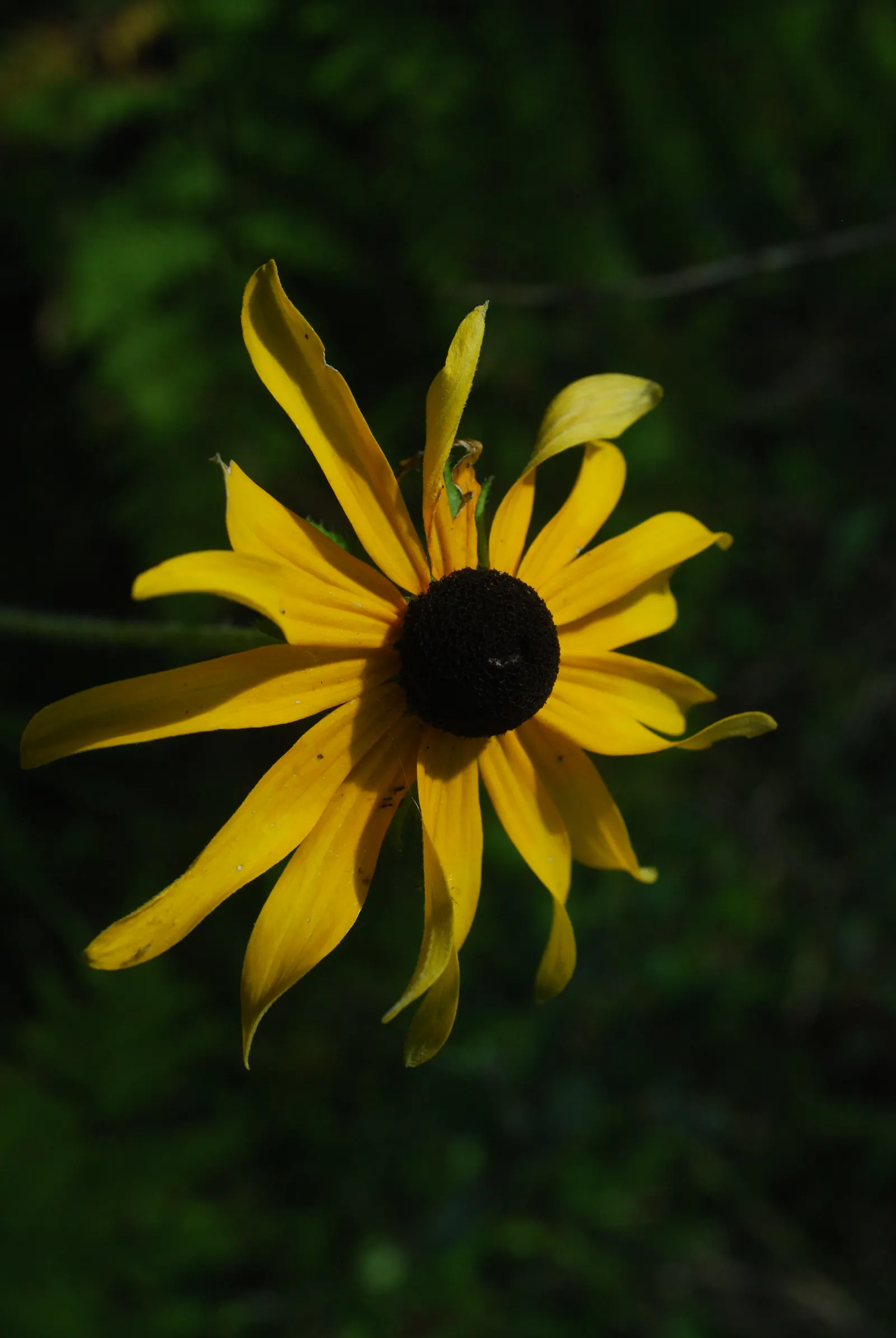 Blackeyed Susan (Rudbeckia F.S. 'Goldstrum') — sullivantii \'Goldsturm\'