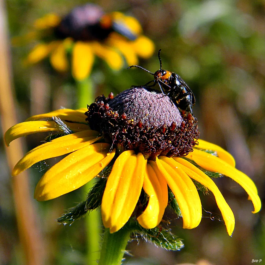 Blackeyed Susan (Rudbeckia F.S. 'Goldstrum') — It blooms profusely from late summer to fall, providing long-lasting color and attracting pollinators