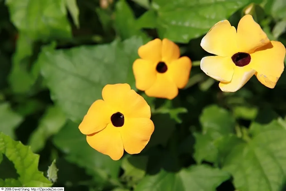 Blackeyed Susan (Rudbeckia F.S. 'Goldstrum') — They are drought-resistant once established and adapt well to a variety of soil conditions