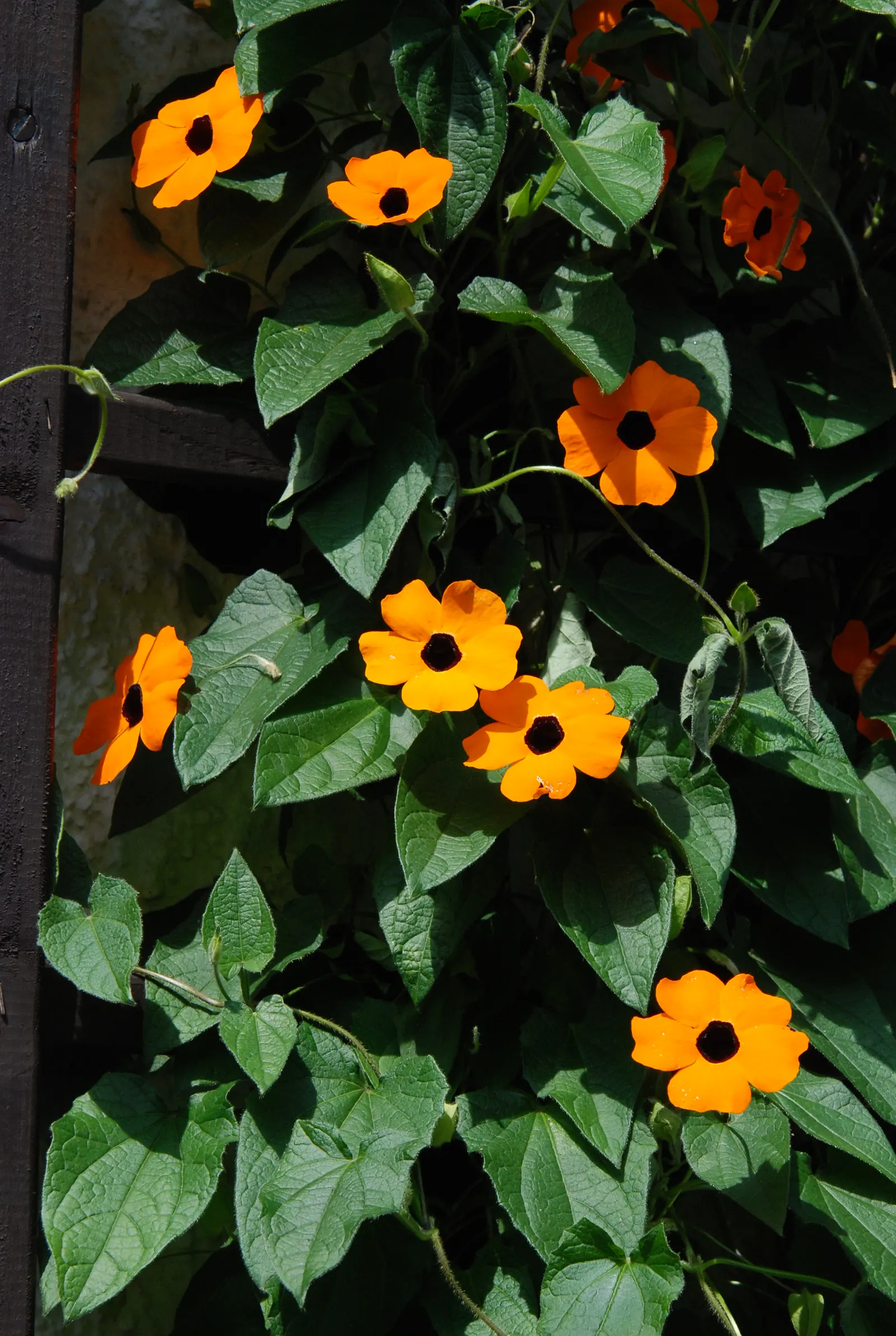 Blackeyed Susan (Rudbeckia F.S. 'Goldstrum') — is a vivacious perennial that is a staple in any sunny garden landscape for its ease of care and bright
