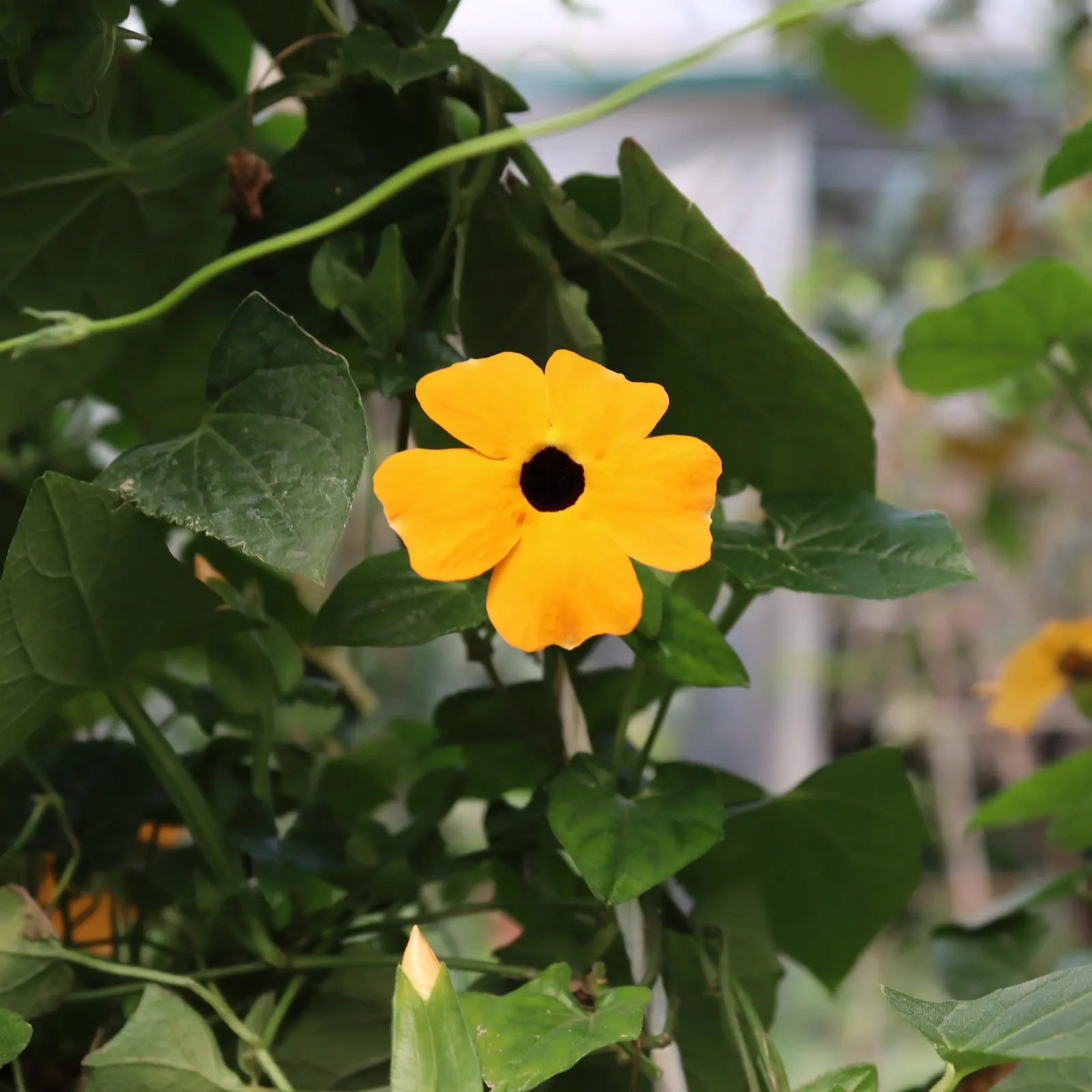 Blackeyed Susan (Rudbeckia F.S. 'Goldstrum') — The Blackeyed Susan (Rudbeckia fulgida 'Goldsturm') is a hardy