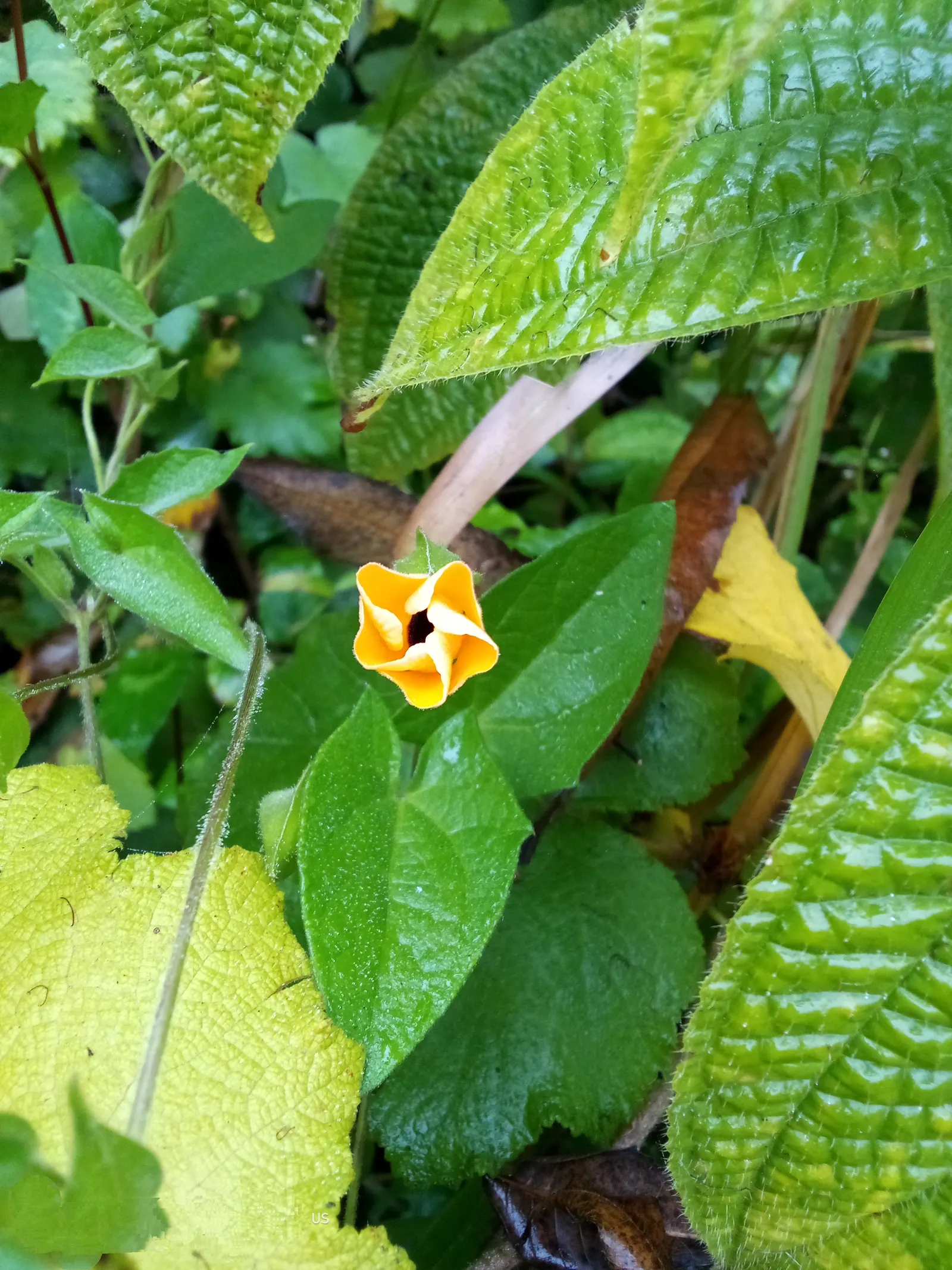 Blackeyed Susan (Rudbeckia F.S. 'Goldstrum') — about 3 to 4 inches in diameter