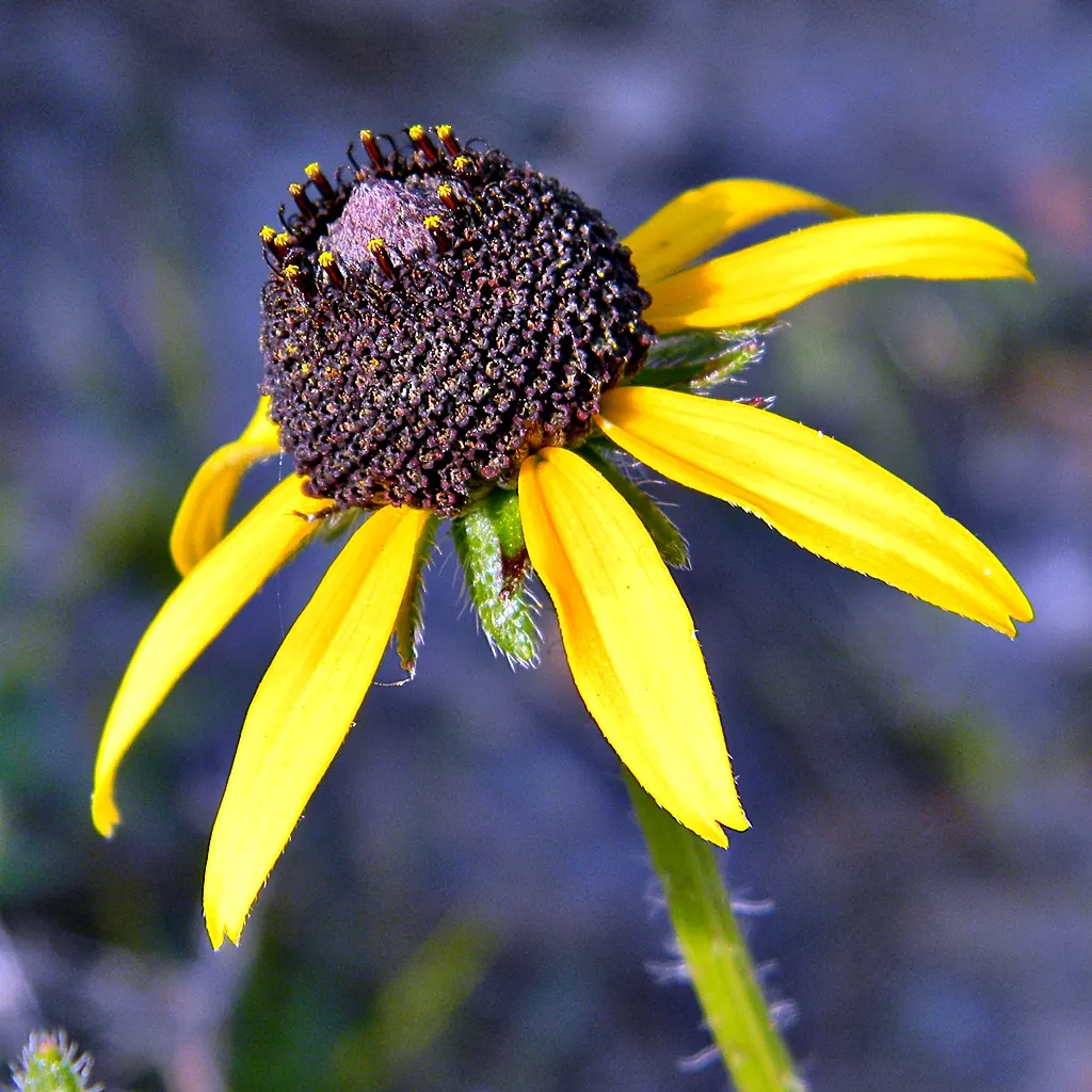 Blackeyed Susan (Rudbeckia F.S. 'Goldstrum') — This plant typically reaches 2 to 3 feet in height and spreads about 18 to 24 inches