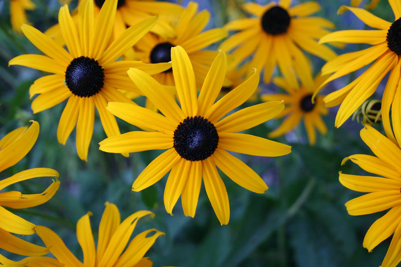 Blackeyed Susan (Rudbeckia F.S. 'Goldstrum') — and sometimes slightly hairy