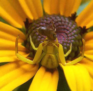 Blackeyed Susan (Rudbeckia F.S. 'Goldstrum') — dark brown central cone - the "black eye" that gives this plant its common name