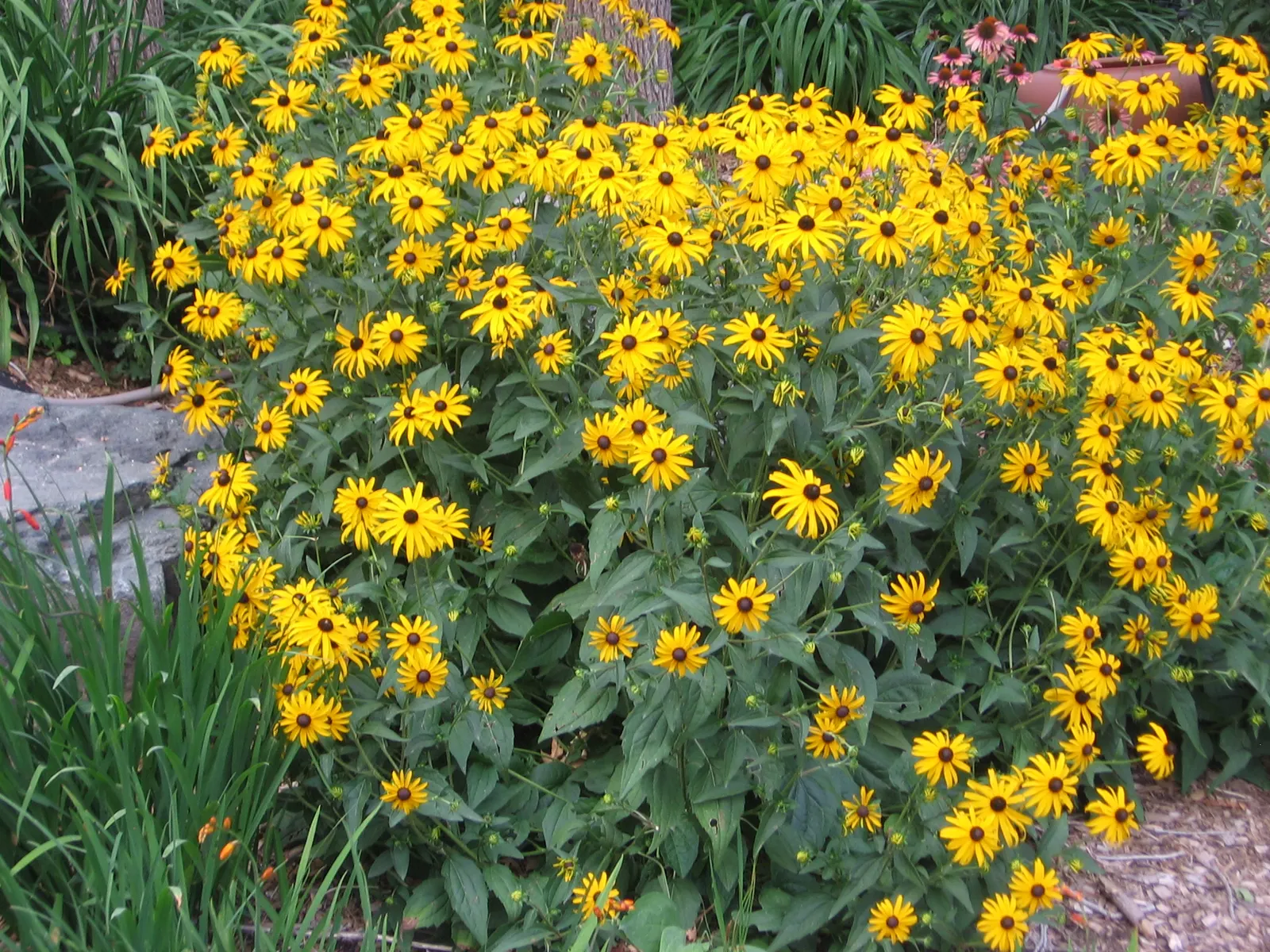 Blackeyed Susan (Rudbeckia F.S. 'Goldstrum') — This cultivar typically reaches a height of 24 to 30 inches with a similar spread