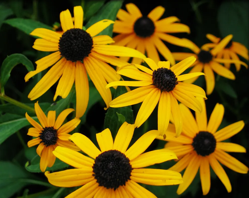Blackeyed Susan (Rudbeckia F.S. 'Goldstrum') — feature golden-yellow petals radiating from a prominent