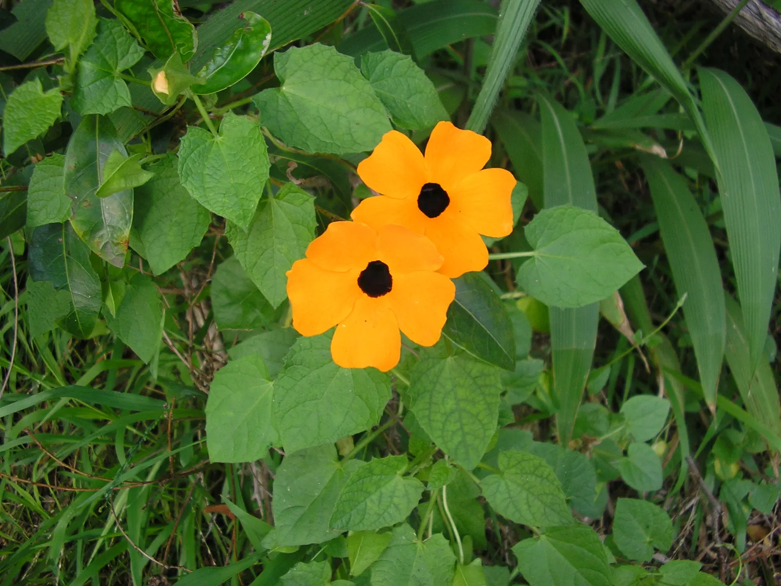 Blackeyed Susan (Rudbeckia F.S. 'Goldstrum') — preferring full sun but can tolerate light shade