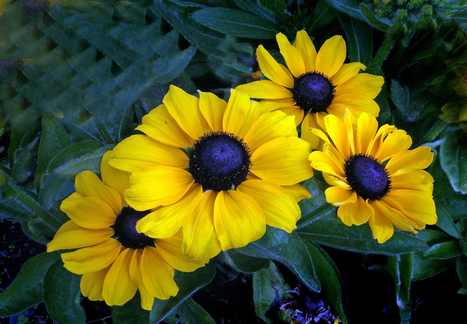 Blackeyed Susan (Rudbeckia F.S. 'Goldstrum') — though they favor well-drained loamy soil