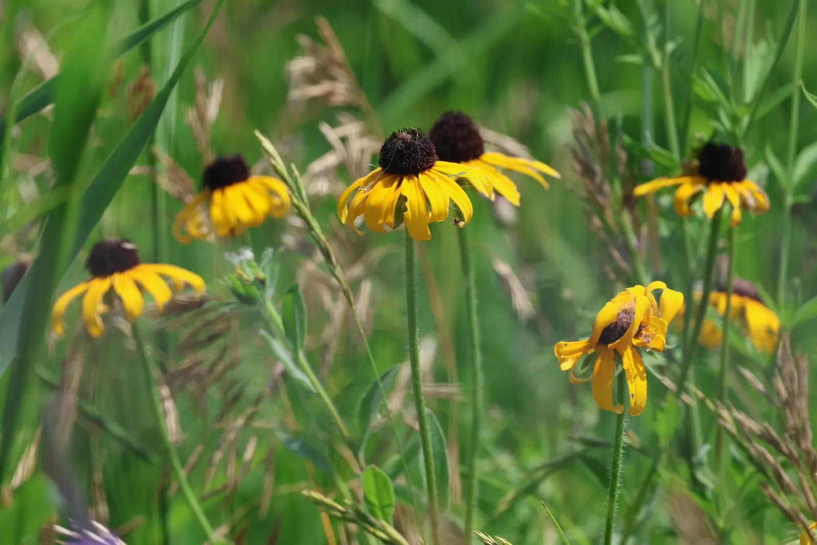 Blackeyed Susan (Rudbeckia F.S. 'Goldstrum') — perennial with gold and multi-colored blooms