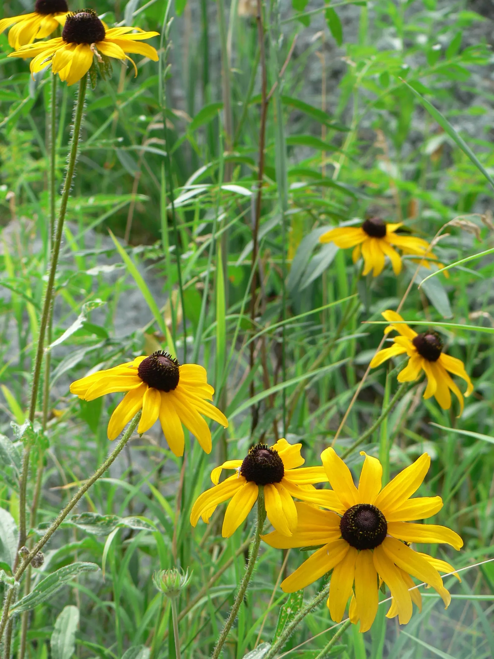 Blackeyed Susan (Rudbeckia F.S. 'Goldstrum') — They attract butterflies and other pollinators and are excellent for cut flower arrangements