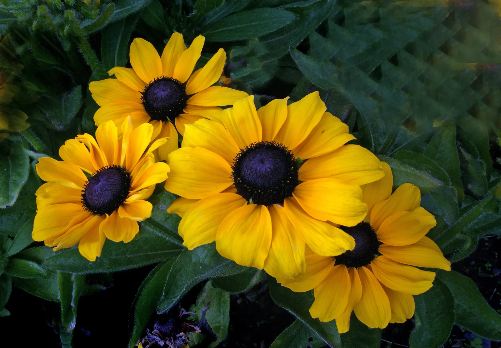 Blackeyed Susan (Rudbeckia F.S. 'Goldstrum') — \'Goldsturm\' should be planted in masses or drifts