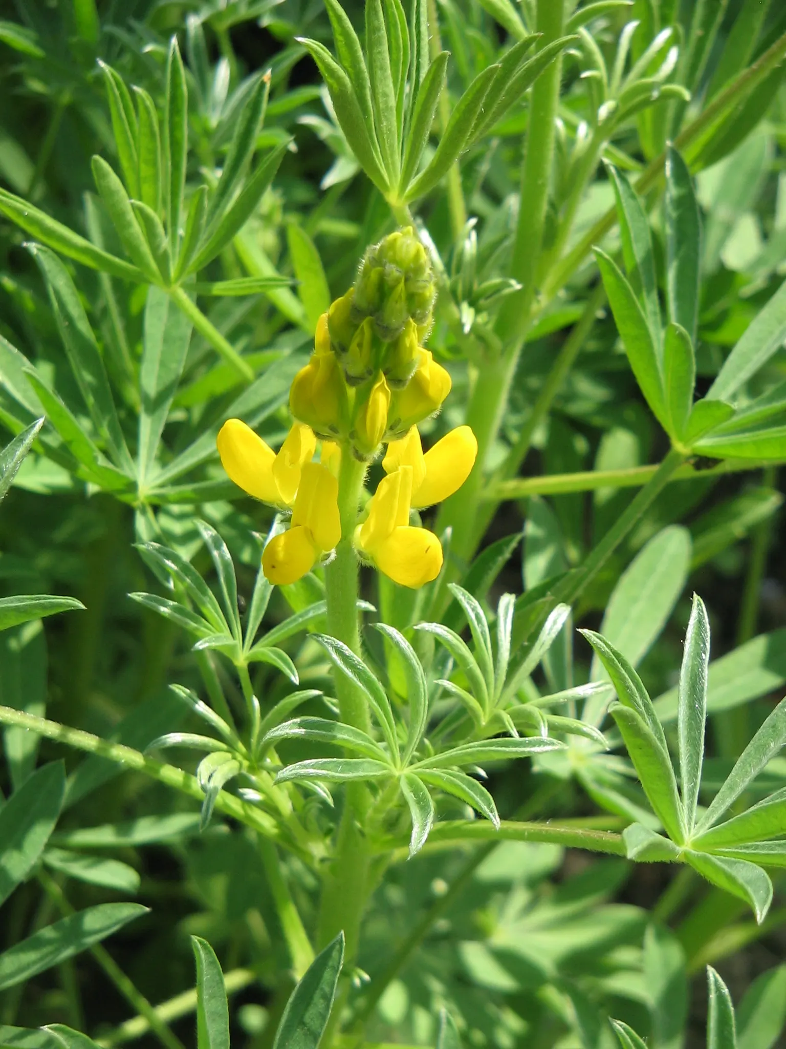 Yellow Lupine (Lupinus Microcarpus Densiflorus Aureus) — contributing to a lively and sustainable garden ecosystem