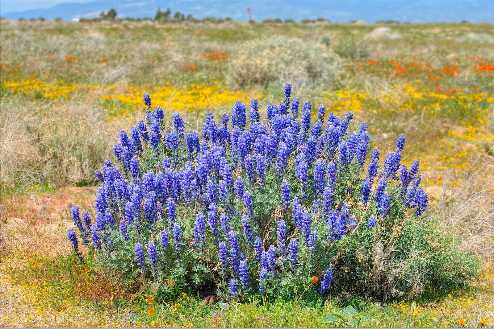 Yellow Lupine (Lupinus Microcarpus Densiflorus Aureus) — This hardy plant is drought-tolerant, making it ideal for low-water landscapes