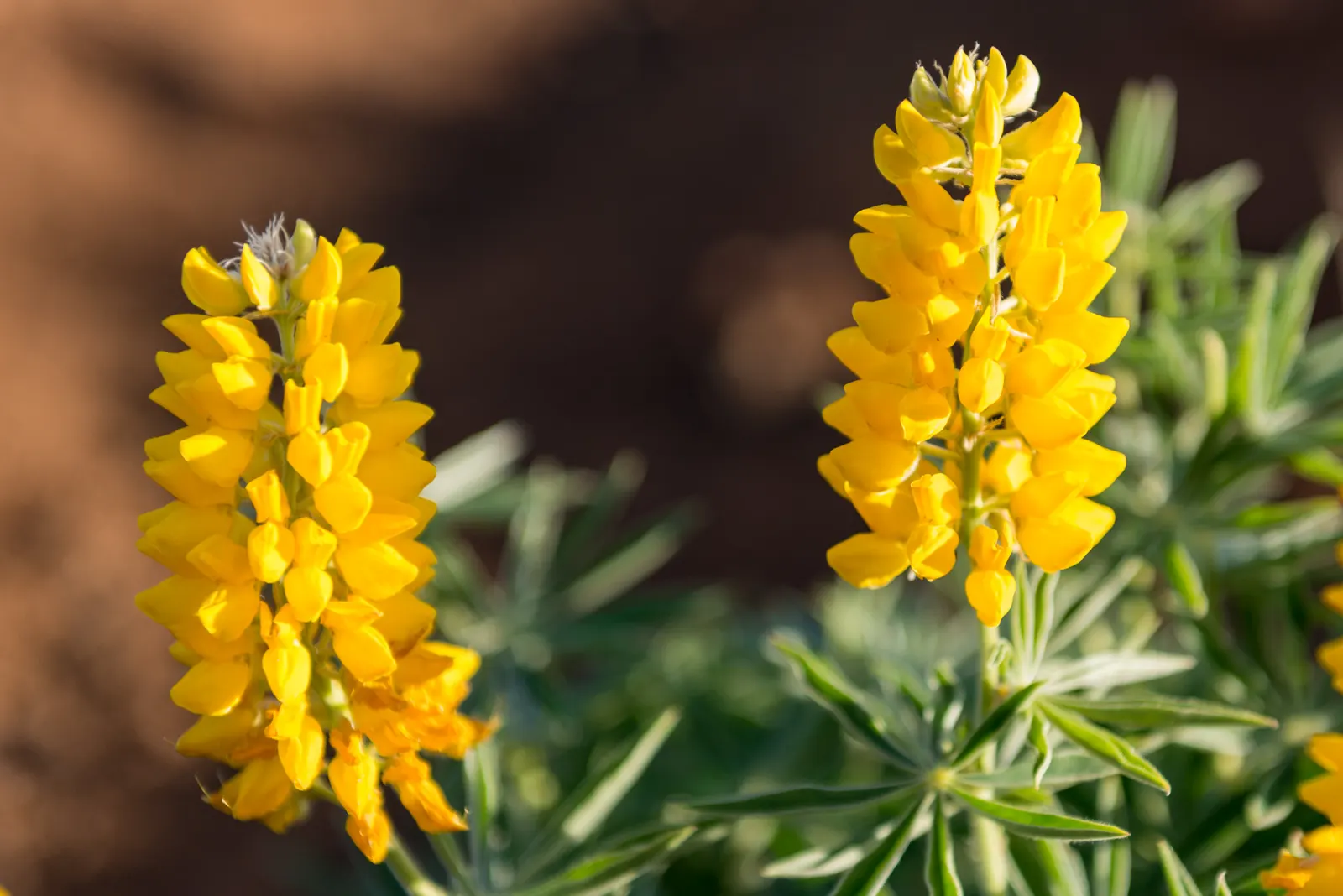 Yellow Lupine (Lupinus Microcarpus Densiflorus Aureus) — Its striking color adds contrast and attracts pollinators