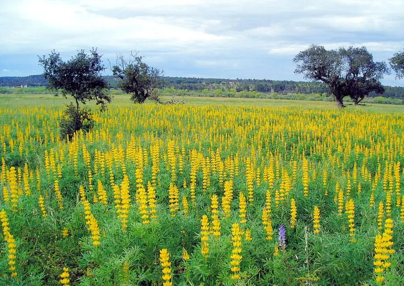 Yellow Lupine (Lupinus Microcarpus Densiflorus Aureus) — It thrives in well-draining soil and full sun, blooming in late spring to early summer